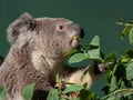 Koala eating gum tree leaves