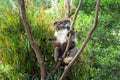 Koala Eating Gum Leaves on the Tree