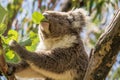 Koala eating leaves in the wild Royalty Free Stock Photo