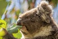 Koala eating leaves in the wild Royalty Free Stock Photo