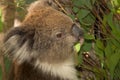 Koala eating portrait