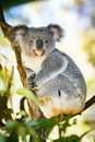 Koala in a Eucalyptus tree Australia Royalty Free Stock Photo