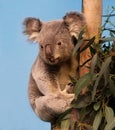 Koala in eucalyptus tree