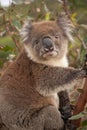 Koala climbing in a Eucalyptus Tree Royalty Free Stock Photo