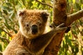 Koala Royalty Free Stock Photo