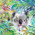 Koala family illustration. fTropical exotic forest, koala, green leaves, wildlife, watercolor illustration.