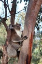 koala - kangaroo island - australia Royalty Free Stock Photo