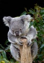 Koala grasping branch with four paws