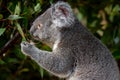 Koala grasping gum leaves as it looks reflective