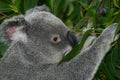 Koala grasping gum leaves while eating