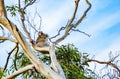 Koala on the gum tree in Australia Royalty Free Stock Photo