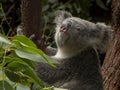 Koala in a Gum Tree Looking Up Royalty Free Stock Photo