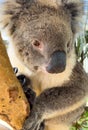 Australian Koala In Gum Tree Royalty Free Stock Photo