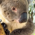 Koala In Gum Tree Australia Royalty Free Stock Photo