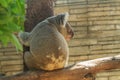 Koala on a eucalyptus tree.