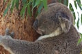 Koala hanging onto eucalyptus tree