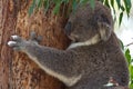 Koala hanging onto eucalyptus tree while sleeping