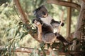 the koala is eating gum leaves Royalty Free Stock Photo