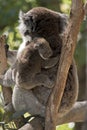 Koala and her joey