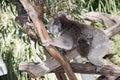 Koala and her joey