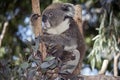 Koala and her joey Royalty Free Stock Photo
