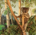 Koala holds on to a tree branch Royalty Free Stock Photo