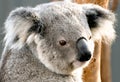 Koala, in a hospital after being rescued