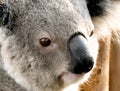 Koala, in a hospital after being rescued