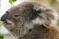 koala, in a hospital after being rescued