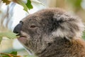 Koala, in a hospital after being rescued