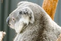 Koala, in a hospital after being rescued