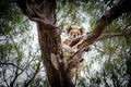 Koala hugging a tree on Raymond Island.