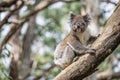 Koala the iconic wildlife animal on eucalyptus tree in Oatway national park, Australia.