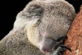 Koala isolated on black background Royalty Free Stock Photo