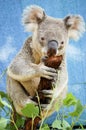 Koala Isolated - Sydney, Australia NSW