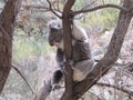 Koala in its natural environment