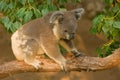 Koala Joey on Branch Royalty Free Stock Photo