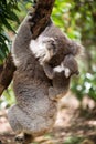 Koala with joey climbing on a tree Royalty Free Stock Photo