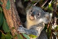 Koala joey closeup Royalty Free Stock Photo