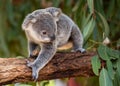 Koala joey walks on a tree branch Royalty Free Stock Photo