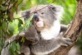 Koala and joey closeup Royalty Free Stock Photo
