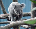 Baby Koala Crawling Along Royalty Free Stock Photo