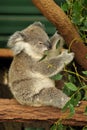 Koala joey eats eucalyptus leaf Royalty Free Stock Photo