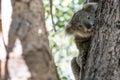 Koala joey hanging on a tree Royalty Free Stock Photo