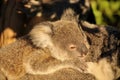 Koala joey is lying on her mother's back Royalty Free Stock Photo