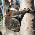 Koala on Kangaroo Island, Australia Royalty Free Stock Photo