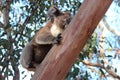 koala - kangaroo island - australia Royalty Free Stock Photo