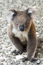 Koala, Kangaroo Island, Australia - Wallpaper Royalty Free Stock Photo