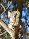 Koala Kangaroo Island