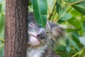 Eucalyptus leaf on koala`s face.